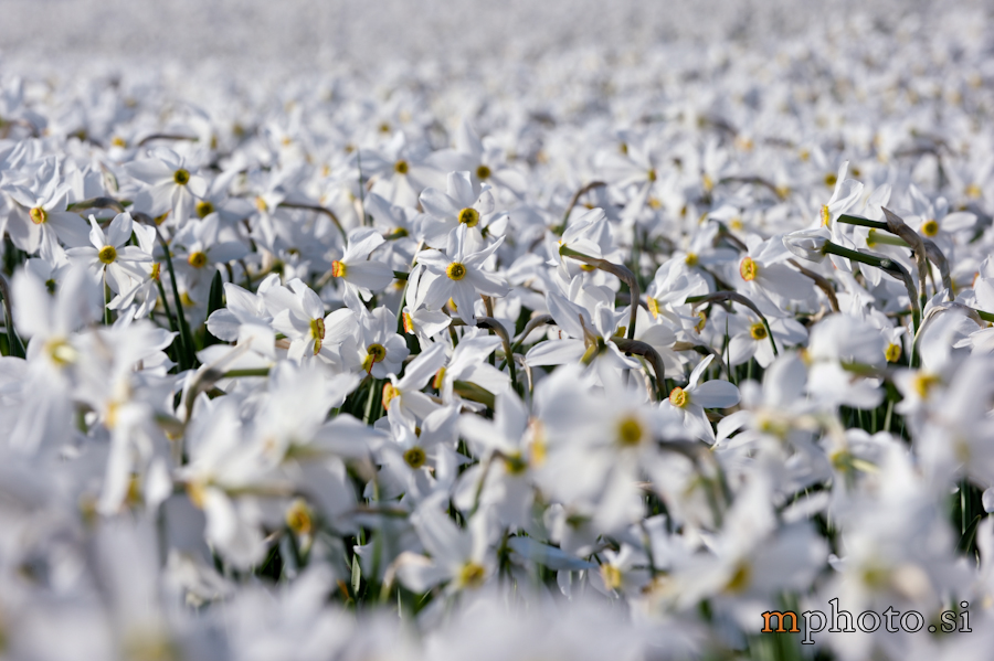 daffodils slovenia
